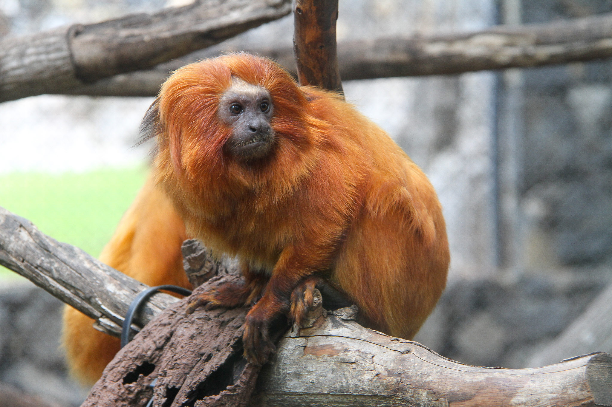 Loro Parque, Punta Brava, Tenerife